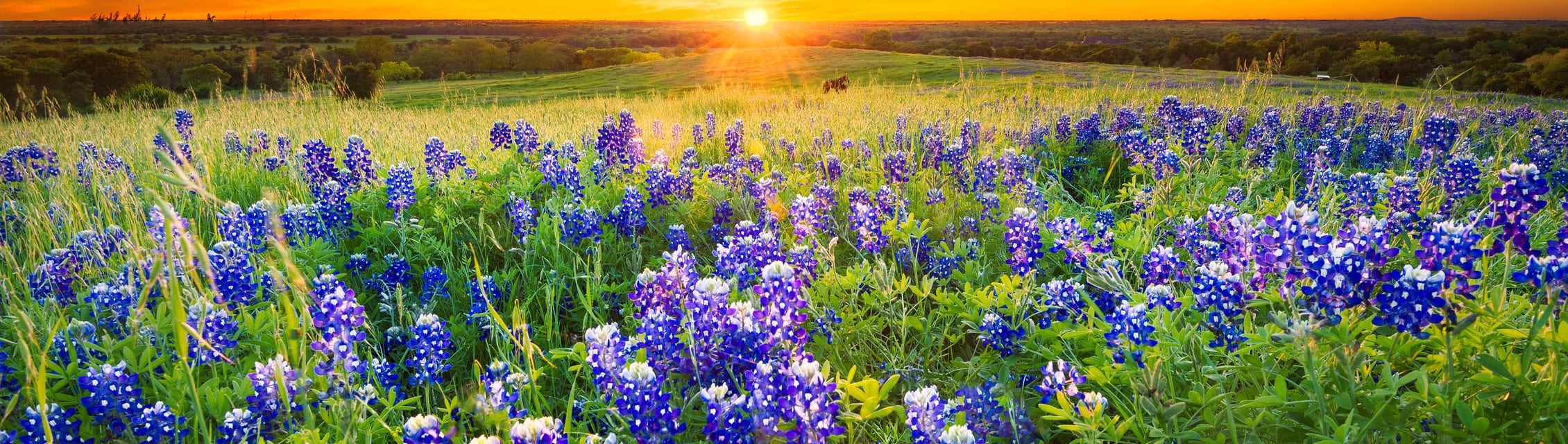Autsin Texas banner